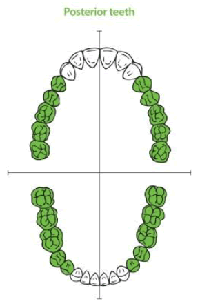 Diagrama de los dientes posteriores que muestra la anatomía dental para el tratamiento de conducto radicular.